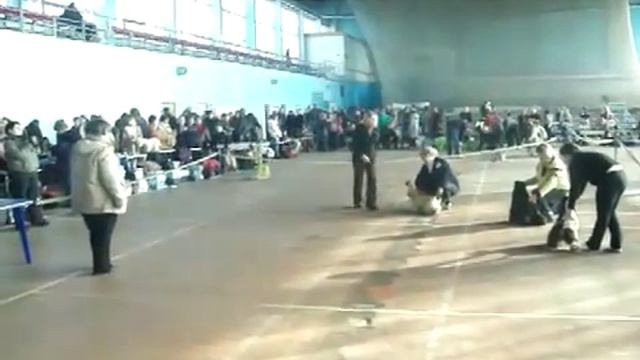 13 02 2011 ЭЛИТА Сравнение на ЛЮК ALTON GRATEFUL TALISMAN LYUDMILY, RAMALEX JACK IS BLACK, ВИКТОРИ смотреть онлайн