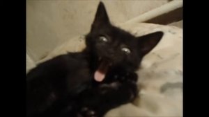 Кот Жмых зевает