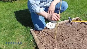 как вырастить большой ПАСТЕРНАК