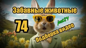 Забавные животные / Подборка видео №74