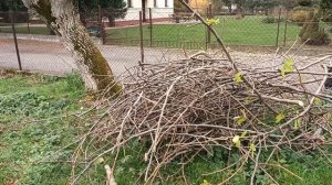 Minipilarka ogrodowa WG325E WORX