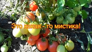 Это какая - то мистика! Почему не всходят семена?