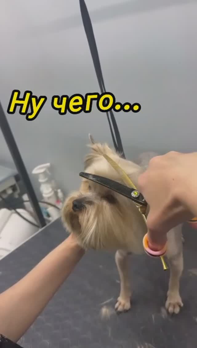 Стрижка собак - важно, остальное подождет..