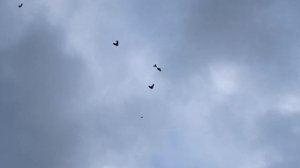 Николаевские Голуби, Крым, Алексей Василишин (24)