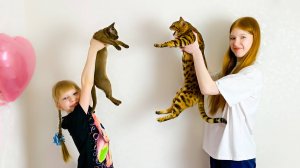 Новый котенок в доме. Часть 1. Реакция Клеопатры. Настя и Вика