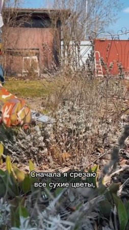 Обрезаем лаванду, чтобы получить пышные, плотные кусты ✅