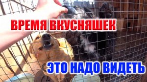 ВКУСНЯШКИ ДЛЯ ХВОСТИКОВ! ОТДЕЛЬНЫЙ ВИД БЛАЖЕНСТВА! НАВЕСТИЛИ ВИВАЛЬДИ И ДОБРЫНЮ!