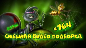 Смешная видео подборка #164