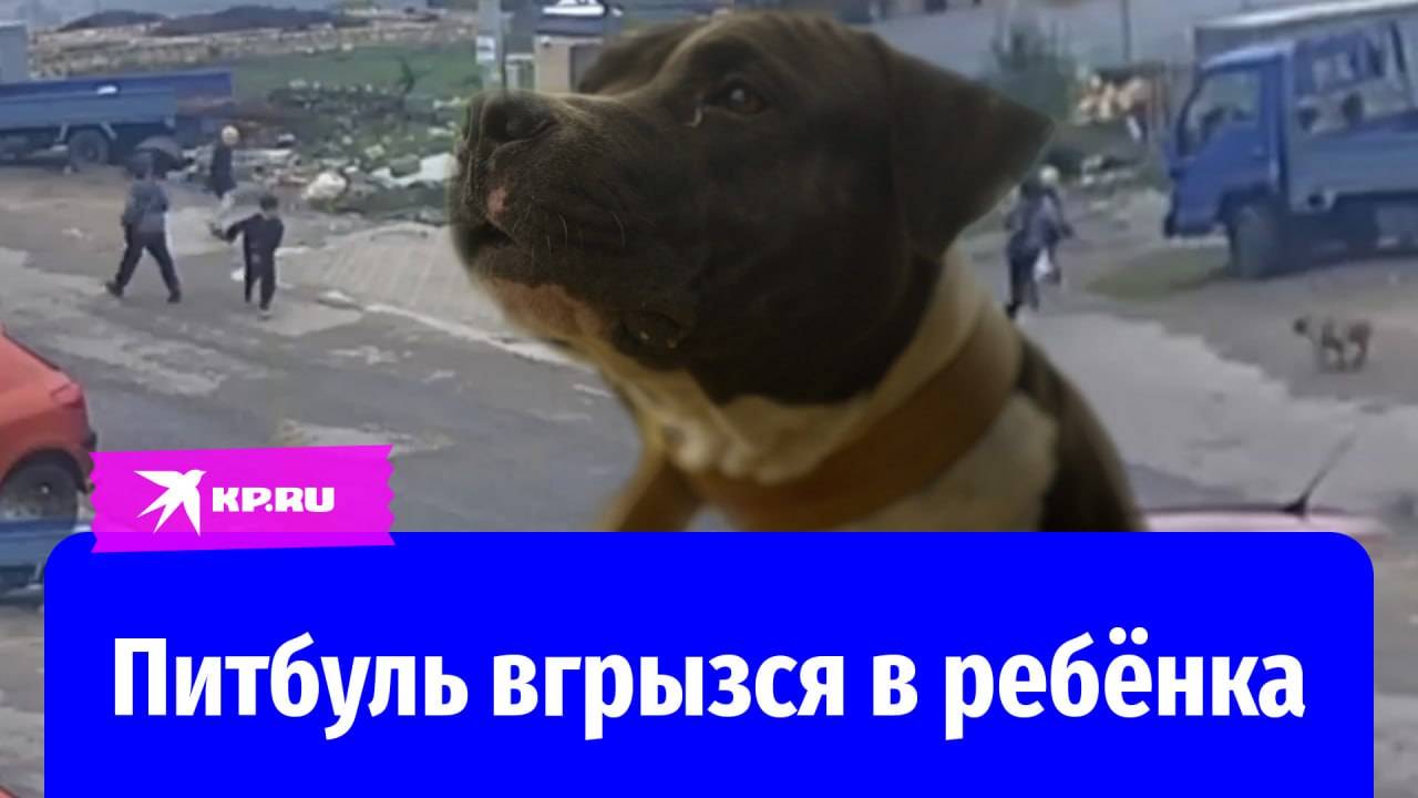 Соседский питбуль растерзал 10-летнего мальчика в Ставрополе