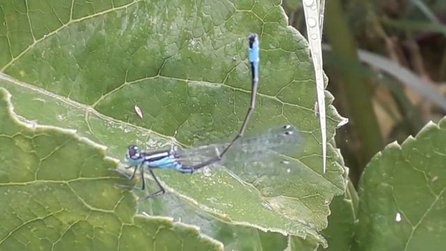 Lantaarntje - Ischnura elegans (mannetje) смотреть онлайн