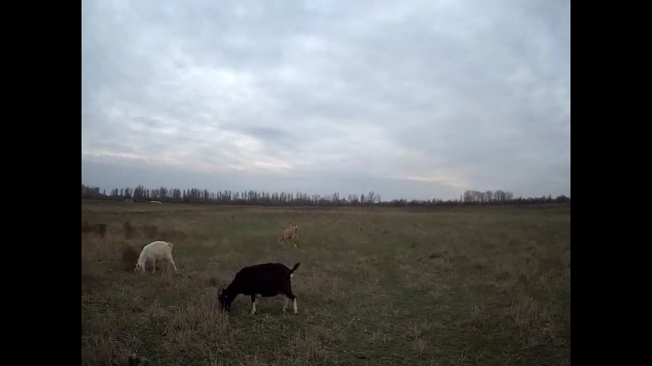 21.03.2025 ЧТО ДЕЛАТЬ? : ЛПХ В ОПАСНОСТИ смотреть онлайн