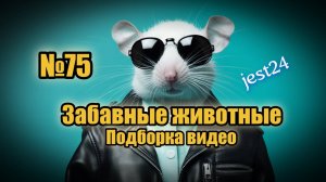 Забавные животные / Подборка видео №75