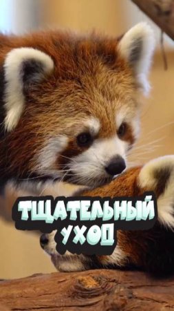 Очень тщательный уход 🥰🧡🍑