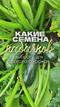 Выбирайте лучшие семена кабачков от  «Красивой грядки»
