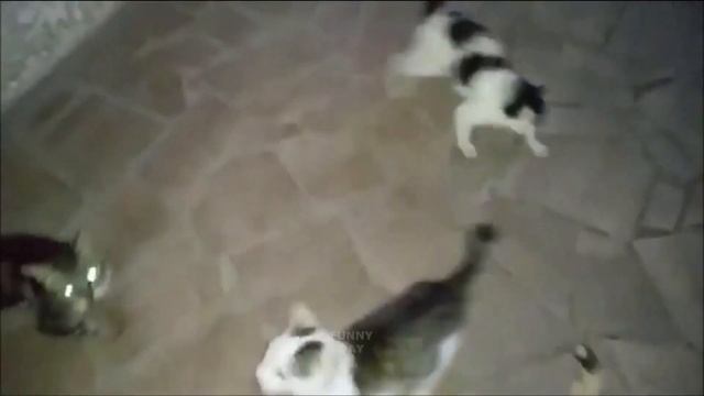 КОТИКИ / СМЕШНЫЕ КОТЫ / ПРИКОЛЬНОЕ ВИДЕО