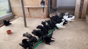 Статные голуби А. Майера. Германия.