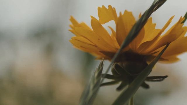 Blackmagic Pocket Cinema Camera 6K Pro Test Footage смотреть онлайн