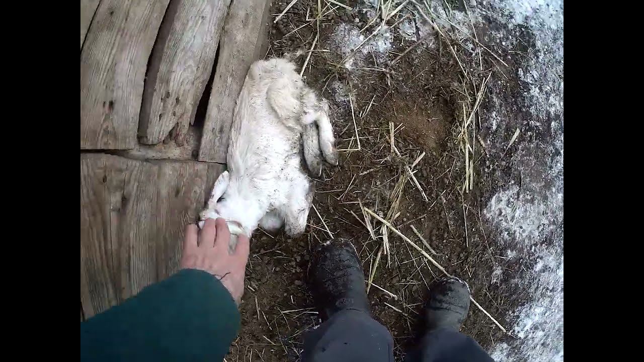 25.02.2025 Падёж ЧТО ДЕЛАТЬ? : ЛПХ В ОПАСНОСТИ смотреть онлайн