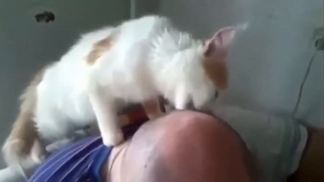 Кот лизун!! мега прикол! смотреть онлайн