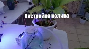 Автоматический полив растений