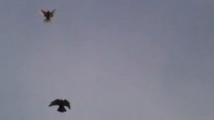 николаевские голуби в черноморском крым