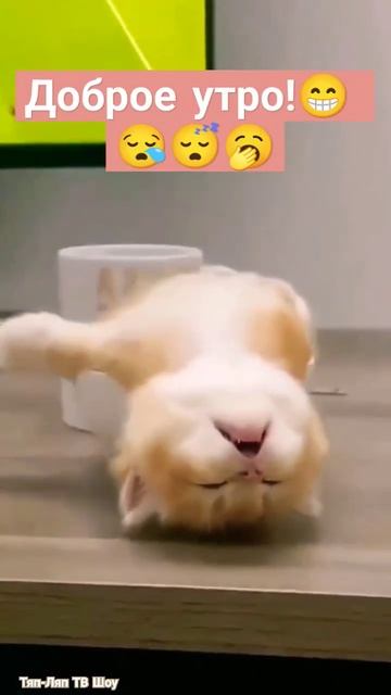Чашечка утреннего котэ #cat #shorts #доброеутро #приколы