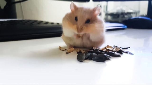 Смешной хомяк грызет семечки/ Fanny hamster / Наблюдение за моим хомячком / 1 ВЫПУСК!