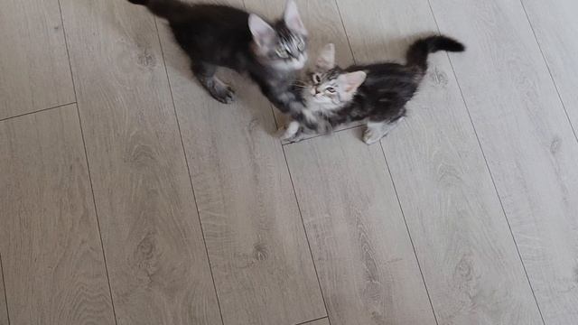котята