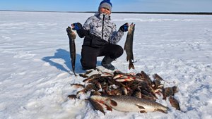 Трофейчик взят. крупный окунь на мормышку и щука на жерлицы.