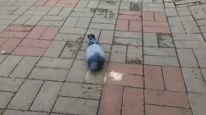 ГОЛУБИ ДЕРУТСЯ!!