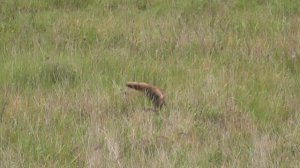 Лиса неудачно гоняется за мышами