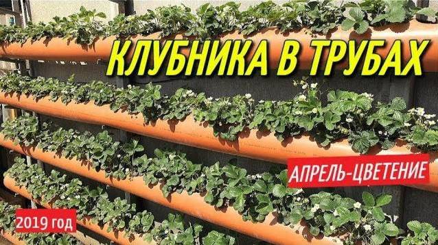 Клубника в трубах: как получить мега-урожай без грядок?