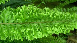 №53. Шикарный полиподиум и нефролепис Рузвельта.