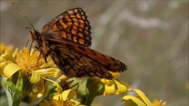 Steppeparelmoervlinder/Nickerl's fritillary (Melitaea aurelia) смотреть онлайн