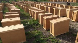 Пчелопакет1