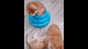 Очень смешные видео с животными, орал 3 часа😂