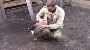 Дружба гуся и человека! Очень смешно!))