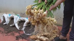 Выращивание имбиря в домашних условиях