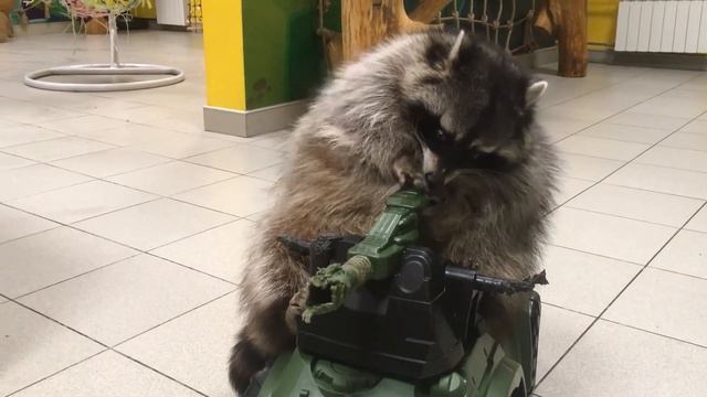Подборка видео приколов выпуск 4. ЕНОТЫ.  Compilation funny videos with Raccoons №4