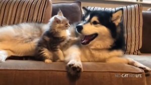 Смешные видео с кошками 9 минут Funny cats