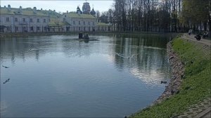 Пруд с лебедями, и утками в Сергиевом Посаде 🌺🌺🌺