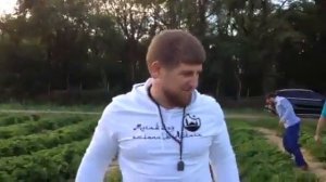 Рамзан Кадыров соберет клубнику
