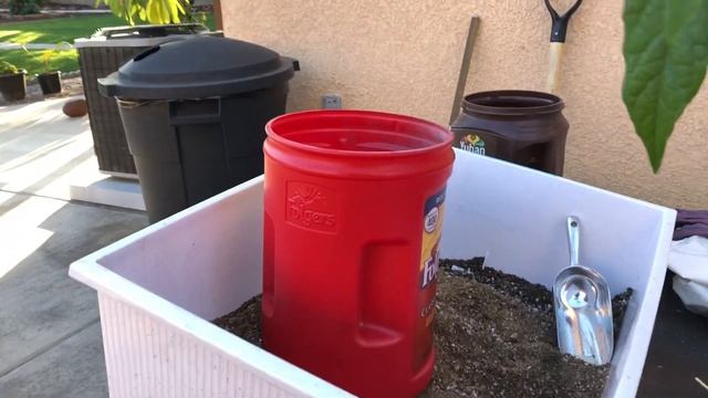 How to grow an avocado tree from seed. Tips and tricks. Part 2 смотреть онлайн