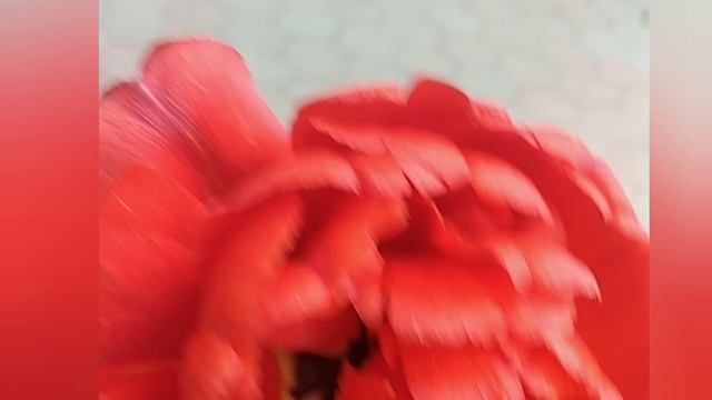 Прекрасный пионовидный тюльпан. 29 апреля 2025 смотреть онлайн