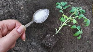 Достаточно 1 Ложки в лунку при посадке Томатов и они сразу пойдут в рост