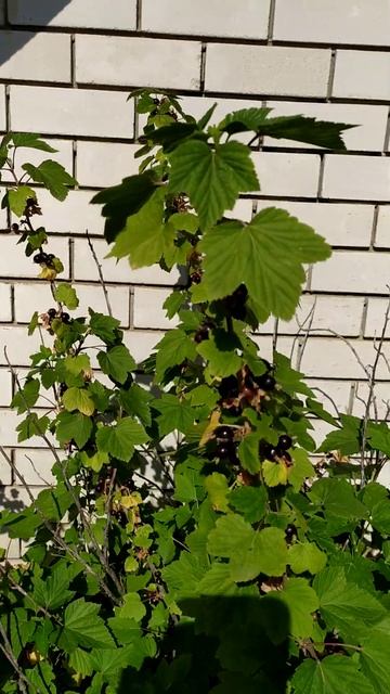 Черная смородина спеет.