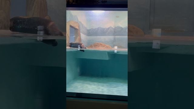 Плавающие батоны 😂 #москвариум #москва #emiliaboom #океанариум #вднх #выставкароссия #каникулы смотреть онлайн