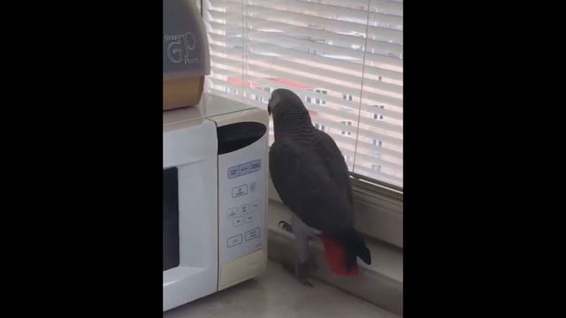 Попугай Жора - хулиган смотреть онлайн