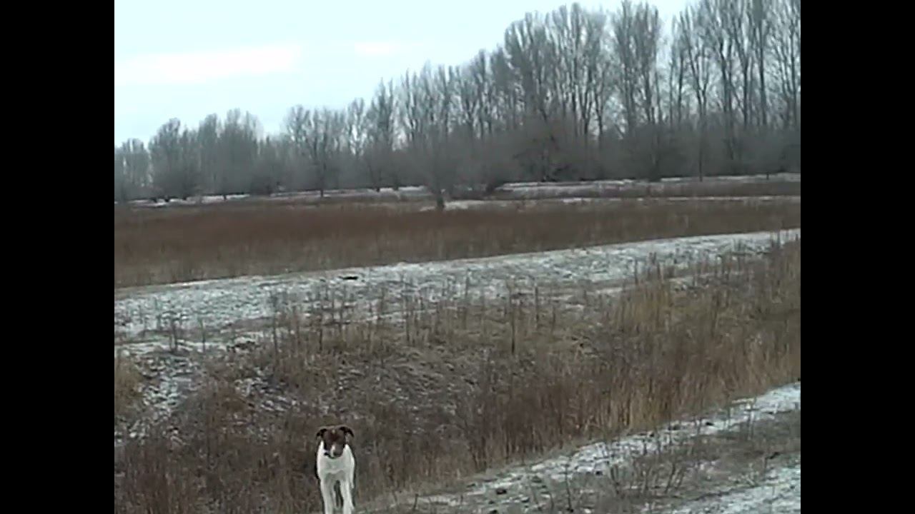 24.01.2025 ЧТО ДЕЛАТЬ? : ЛПХ В ОПАСНОСТИ смотреть онлайн