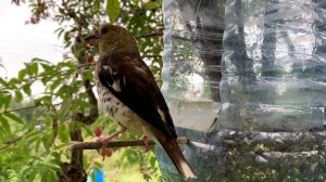 Птицы Синицы, Зеленушки, Поползни, Дубонос, Снегири. Часть 54